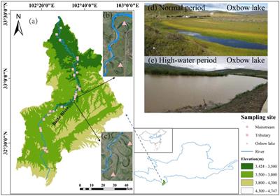 Hydrological connectivity promotes coalescence of bacterial communities in a floodplain